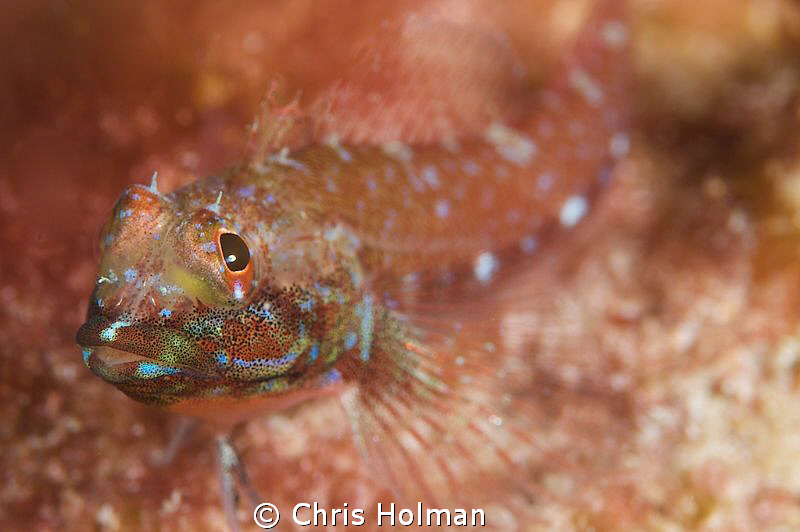 Macro of a Bleny
Nikon D80 with a 105mm by Chris Holman 
