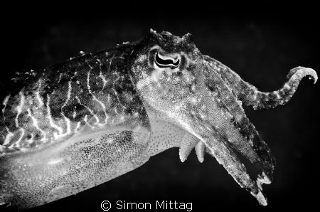 A cuttlefish hunting at our local dive site in Chowder Ba... by Simon Mittag 