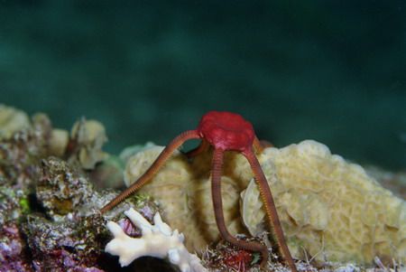 boy do I feel lucky night. dive in Cozumel and look what ... by Michael Odonnell 
