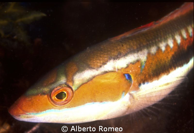 Portrait of a mediterranenean Damselfish male Coris julis. by Alberto Romeo 