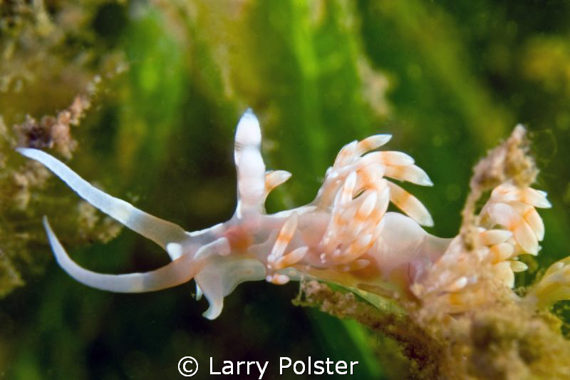 Phidiana Lynceus, Nikon D300- 60mm by Larry Polster 