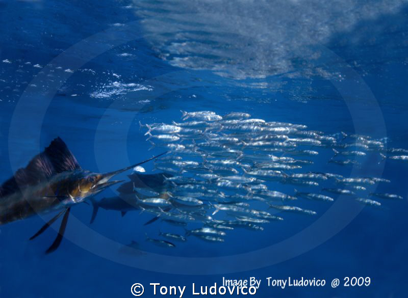 Hot Pursuit by Tony Ludovico 