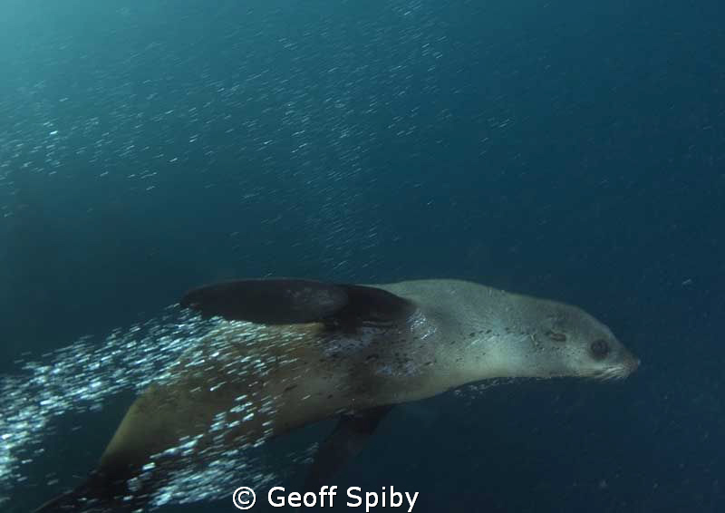 fast moving Cape fur seal by Geoff Spiby 