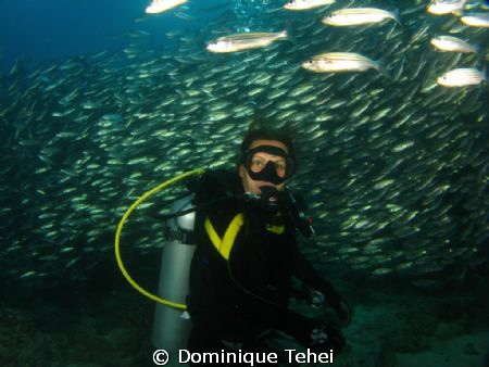galapagos school of fish and diver by Dominique Tehei 
