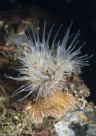 Sagartiogeton undatus. Connemara. D200, 60mm. by Derek Haslam 