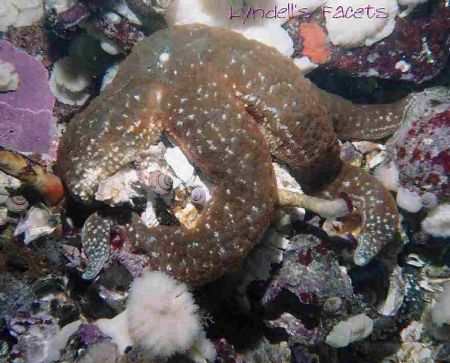 This Mottled Star looked for all the world as though it w... by Lyndell Weldon 