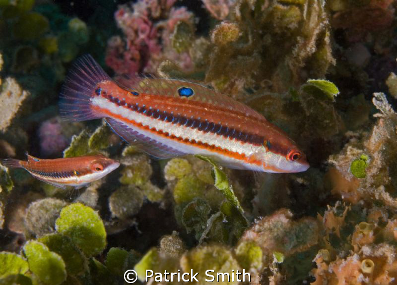 These Rasses were photographed on BlackTip Reef west Of C... by Patrick Smith 