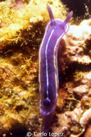 Hypselodoris Tricolor by Carlo Lopez 