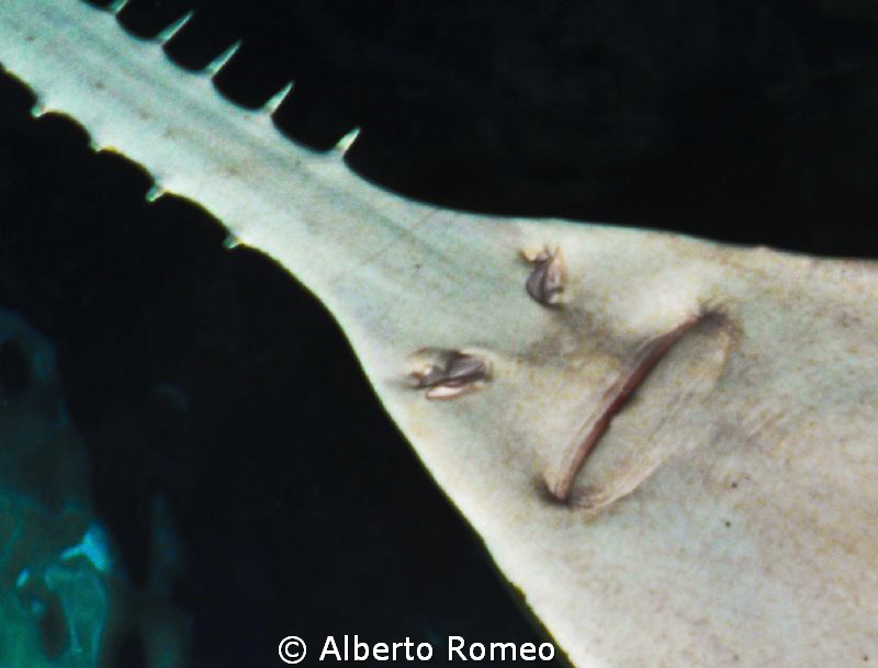 SMILE :-) by Alberto Romeo 