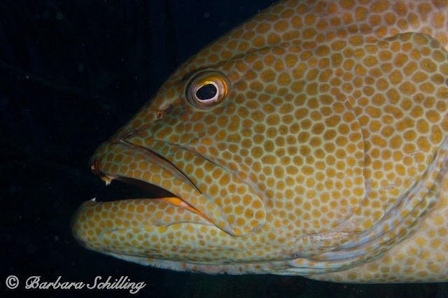 Grouper's best side by Barbara Schilling 
