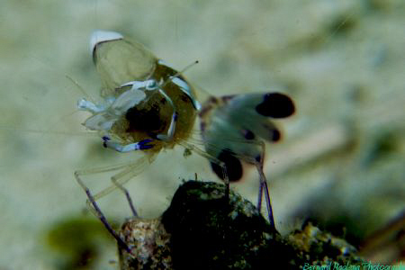 Cleaner Shrimp.... by Bernard Maglana 