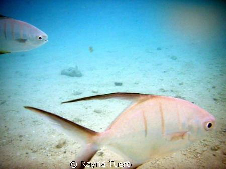 taken in Cozumel,Mexico. chased the fish around for about... by Rayna Tuero 