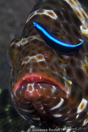 Eye cleaning by Giuseppe Piccioli 