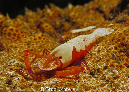 This little fella was cleaning the longest sea cucumber I... by Brad Waters 