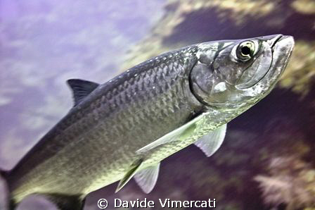 Tarpon's profile - Jardines de la reyna, Cuba - July 2009... by Davide Vimercati 