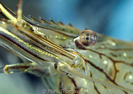 Prawn Eye.
Aughrusmore Pier, Connemara.
D200 60mm. by Mark Thomas 