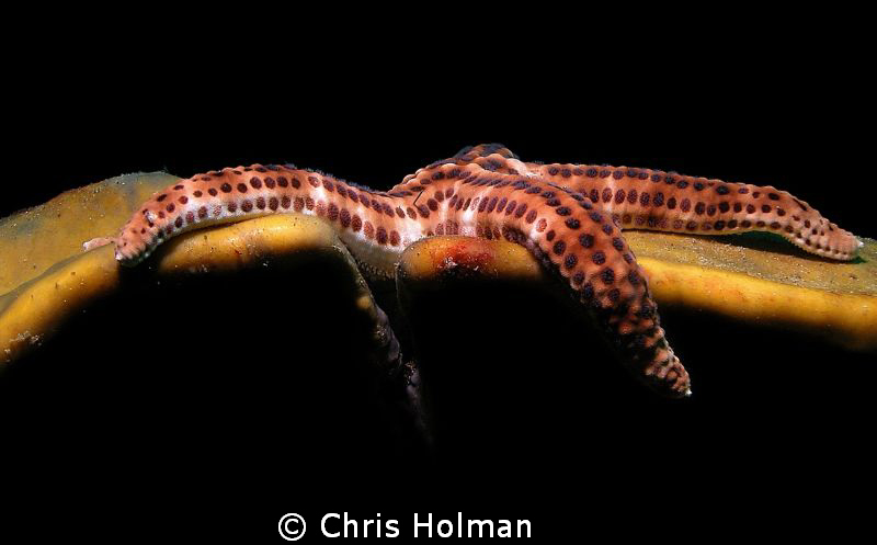 Lazy Seastar by Chris Holman 