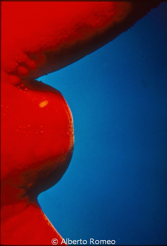 A red fishstar with one tentacle broken just regrowing. by Alberto Romeo 