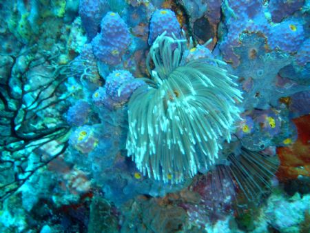 St Lucia, Nov. 2004. by Jerry Stinnett 