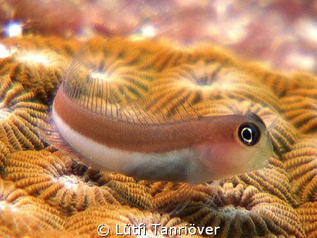 Hello..
A little blenny by Lütfi Tanrıöver 