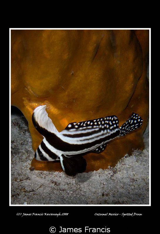 This is a great shot of a Drum in Cozumel Mexico done on ... by James Francis 