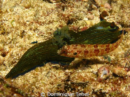 one of the biggest nudibranch in my collection, 7 inches. by Dominique Tehei 