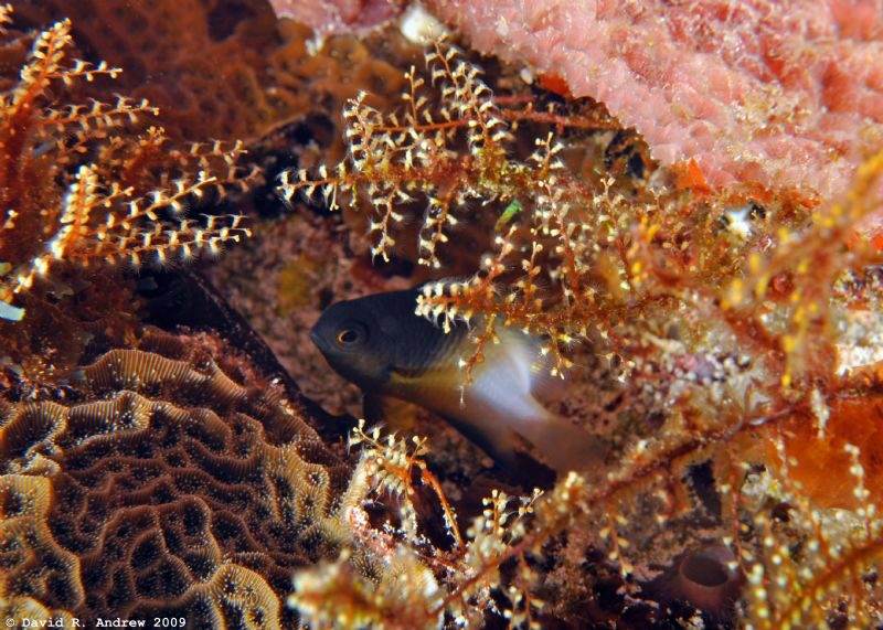 Bicolor Damselfish (Stegastes partitus) with beautiful co... by David Andrew 