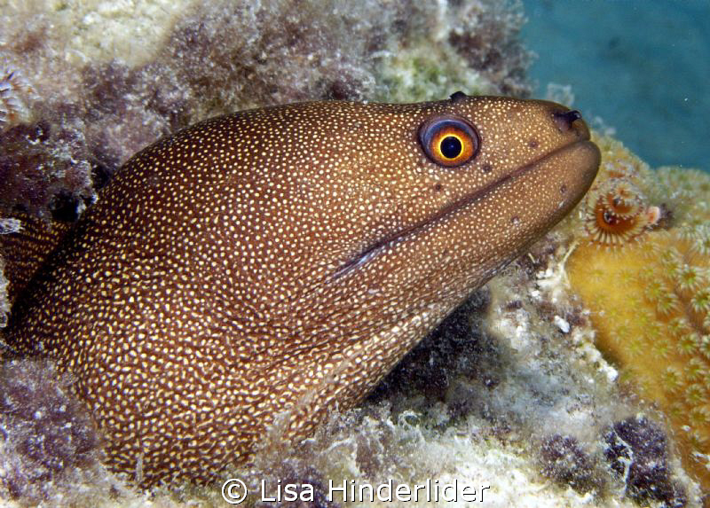 Hello Handsome! 
 by Lisa Hinderlider 