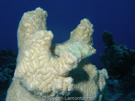 Juv. Parrot Fish hiding out by Joseph Lamontagne 