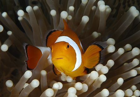 House Reef - Wakatobi by Claudia Pellarini 