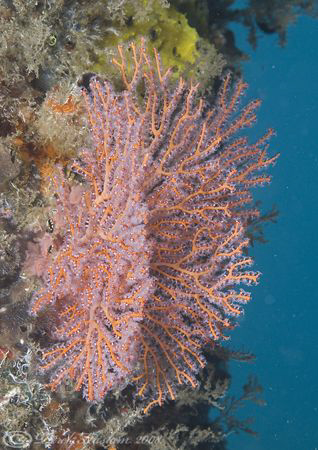 Sea fan on pier leg. Lembeh straits. D200, 60mm. by Derek Haslam 