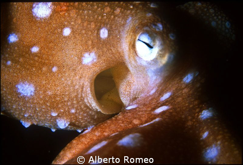 Portrait of rare little whitespotted octopus " Octopus ma... by Alberto Romeo 