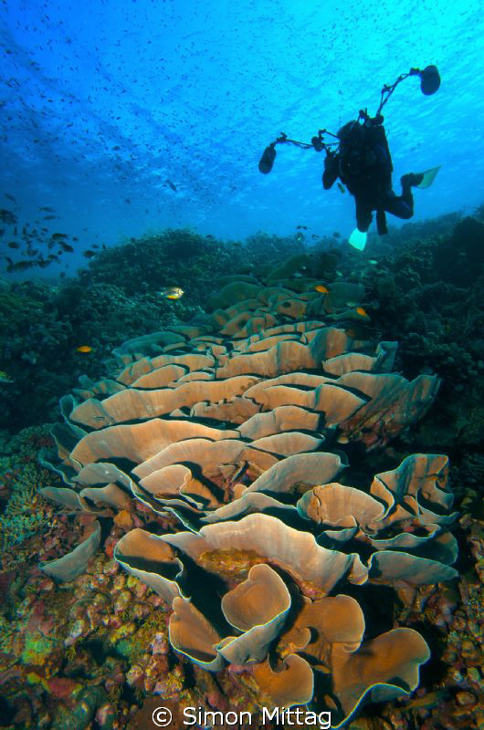 Pavona Coral by Simon Mittag 
