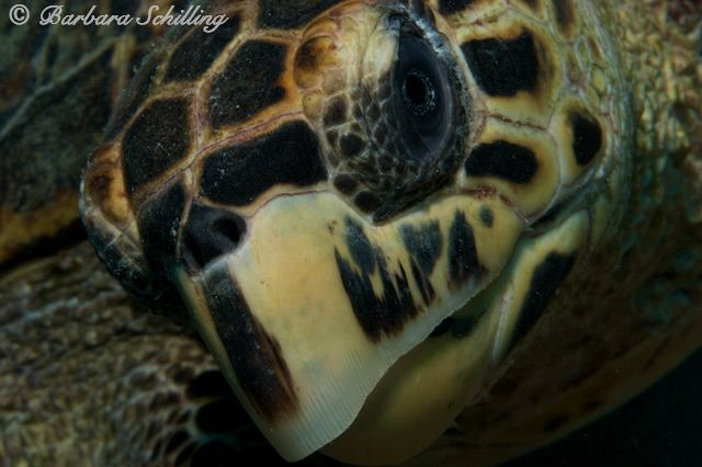 Here's looking at you kid :-) No cropping! by Barbara Schilling 