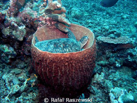Resting turtle.Olympus 8080 by Rafal Raszewski 