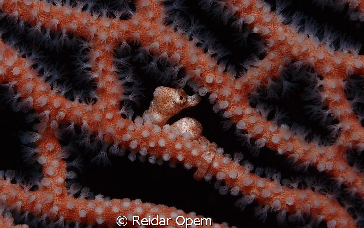 Hiding by Reidar Opem 