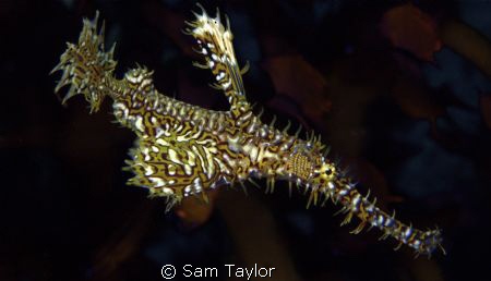 Harlequin Ghost Pipefish. Dinah's beach, Milne Bay PNG. D... by Sam Taylor 