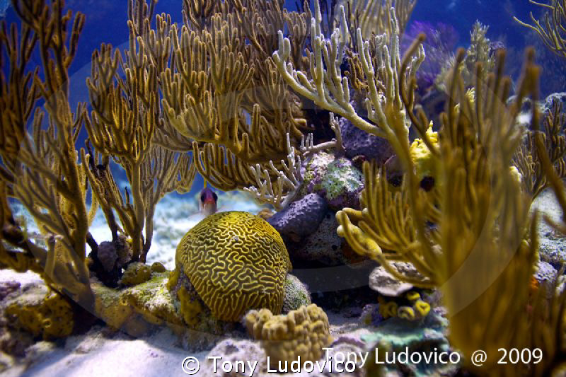 Bahamian Reef by Tony Ludovico 