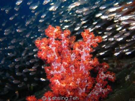 An underwater nursery on the stone with thousand picture ... by Kahsing Teh 
