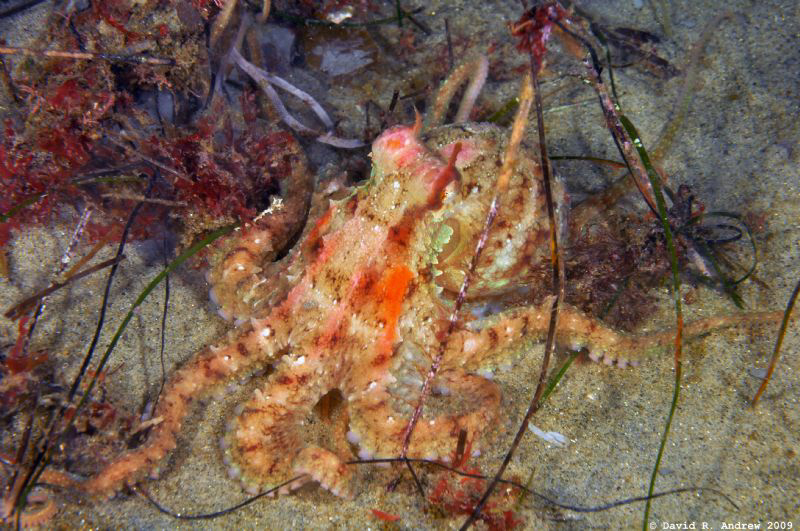 Majestic Octopus (Octopus rubescens) at La Jolla Shores by David Andrew 