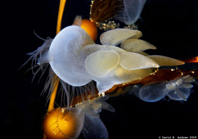 Lion's Melibe (Melibe leonina) on Elk Kelp at La Jolla Sh... by David Andrew 