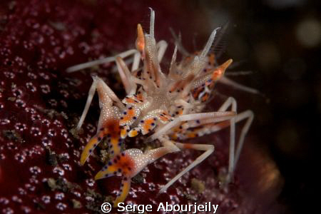 Tiger Shrimp on Seastar by Serge Abourjeily 