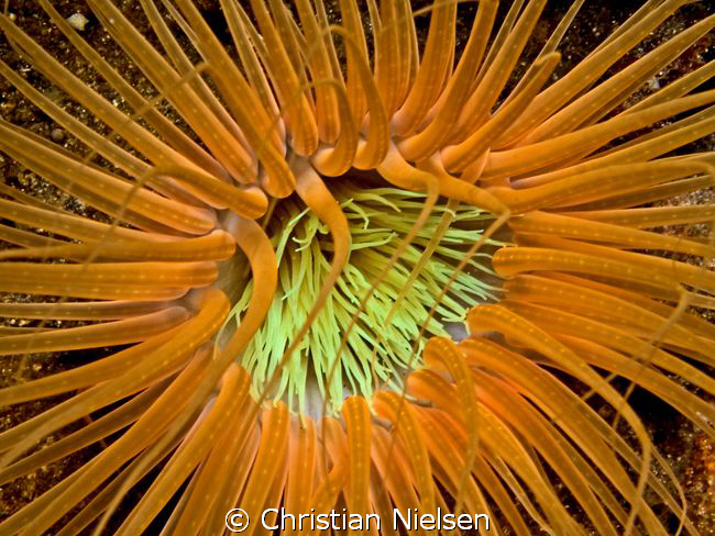 Anemone
Olympus E330, 50mm macro, single Ikelite DS125 s... by Christian Nielsen 