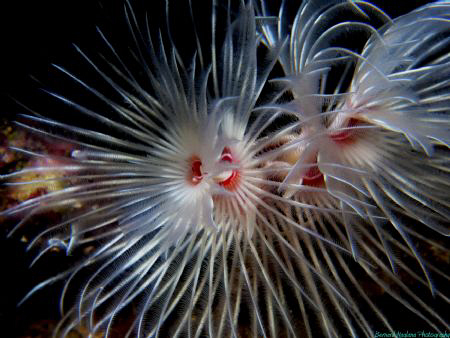 Underwater Fireworks......NO  CROPPING! by Bernard Maglana 