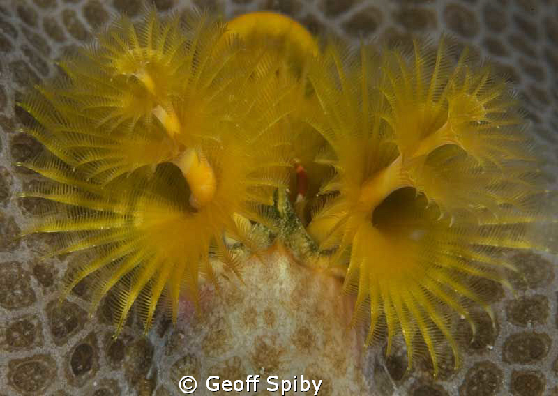christmas tree worm by Geoff Spiby 