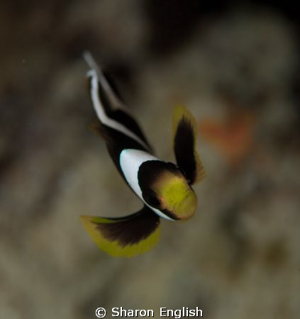 Saddleback Anemonefish on the Hideaway Island house wall ... by Sharon English 