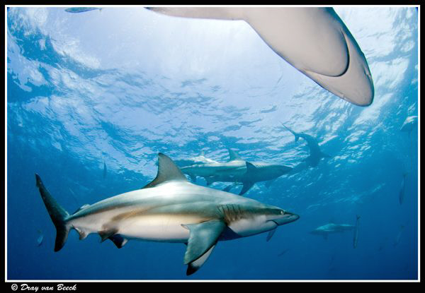 blacktips by Dray Van Beeck 