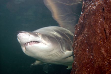 Hide and Seek!, Sand Tiger peeking around the corner. Hou... by Grant Kennedy 