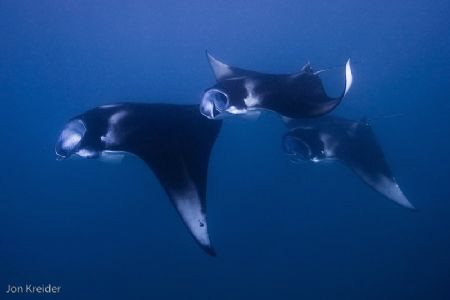 Mantas in Baa Atoll, Maldives by Jon Kreider 