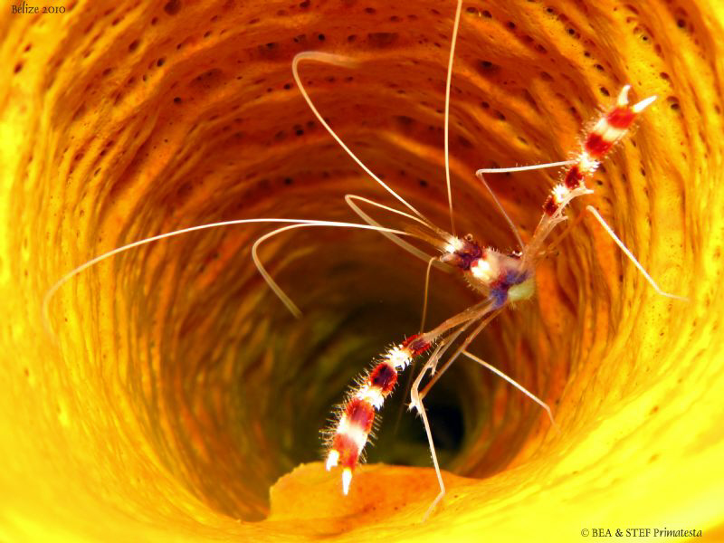 Shrimp in yellow sponge. San Pedro, Belize. Canon Ixus 98... by Bea & Stef Primatesta 